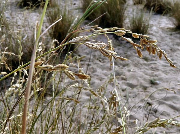 Beach Grass